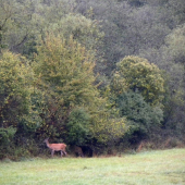 15.09.2015. Podvečer.