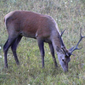 20.09.2015. Podvečer.
