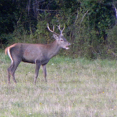 21.09.2015. Podvečer.