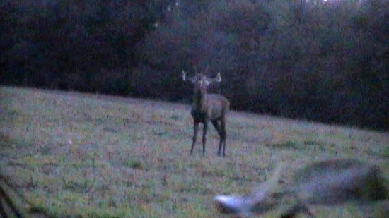 22.09.2015 večer.Keď sme vábili.