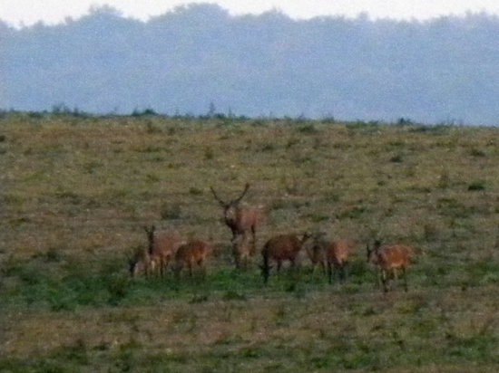 26.09.2015. Podvečer.