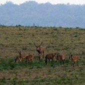26.09.2015. Podvečer.