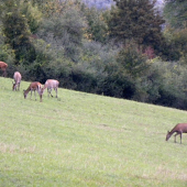 27.09.2015. Ráno.