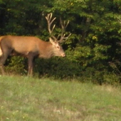 28.09.2015. Podvečer-2.