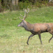 28.09.2015. Podvečer-3.