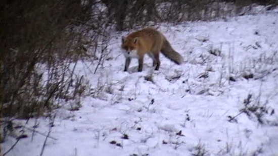 Privábená krásavica.