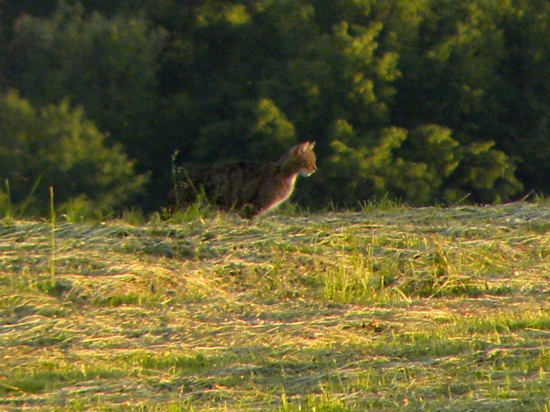 Mačka divá na love.