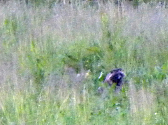 Psík Medvedíkovíty.