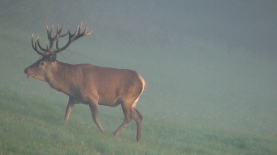 Králi prichádzajú.