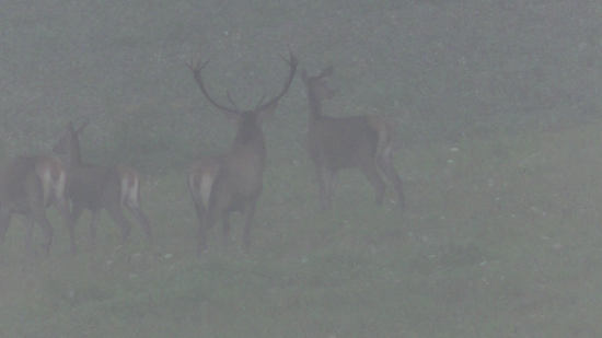 Kráľ a jeho hárem.