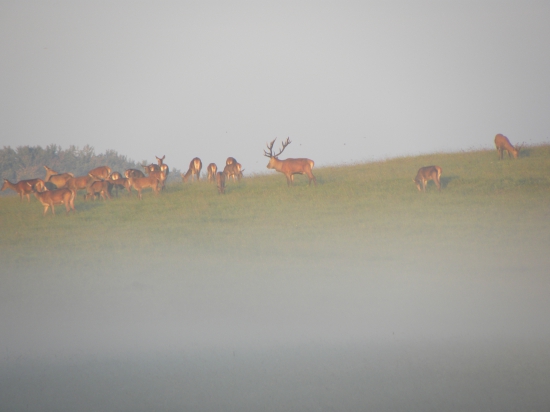 Hmlisté ale krásne ránko.