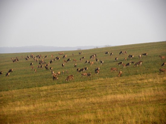 05.11.2016. Také menšie stádo.