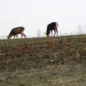 Prezimovali.