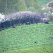 Diviačiky.