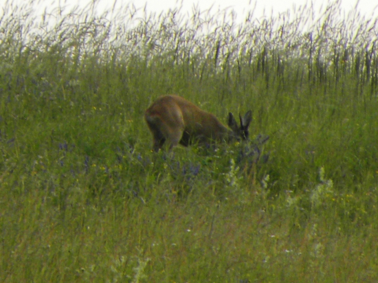 Srnčia na paši.