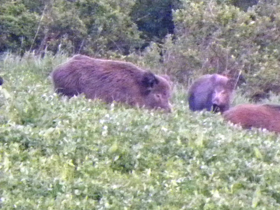 Stále ich pribúdalo.