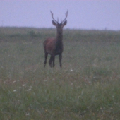 Skupina y rána.