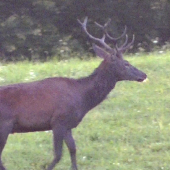 V sprievode mladého.