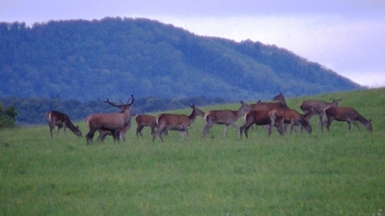 Pokračovanie  ruje 22.09.17.