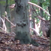 Ruja v lese.