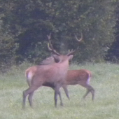 Ranná hmla.