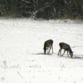 Ranná prechádzka.