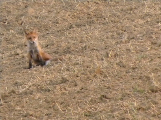 Hodil som mu čapicu.