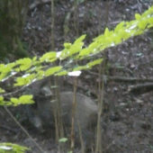 V potoku.