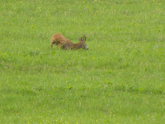 Srnčia láska v plnom prúde