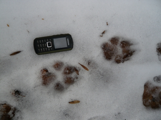 Vlčkovia z Davidova