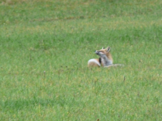 Líška- vábenie bez vábničky