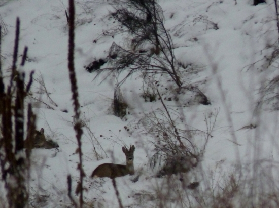 Srnčia zver v zime 2