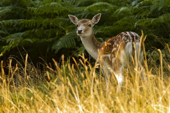 Knole park/danielky+sika/