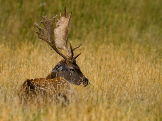 Daniel škvrnitý - Knole park